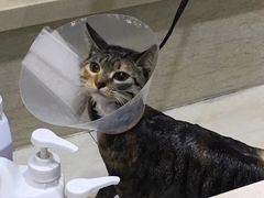 -暖阳宠物医院·犬猫康复中心·骨科
