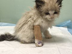 -纳吉亚猫专科动物医院博雅分院