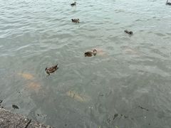 -西湖外事游船(湖滨二公园外事游船码头)