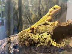 -酷以爬仙阁实体爬宠店·守宫·蜥蜴·专业繁育