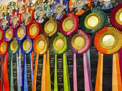 -青奢宠物·青奢猫舍