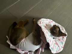 -伟伟宠物医院·CT影像中心·瑞派犬猫综合性门诊(汉口总院)