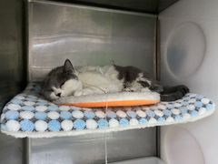 -康成宠物医院24H·CT·核磁共振