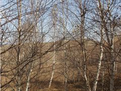 -乌兰布统景区-白桦林