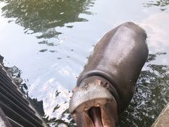 -海南热带野生动植物园