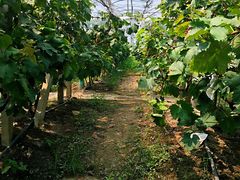 -马陆小张葡萄园农家乐