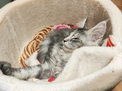 -滚猫咖啡·猫咖·猫友好撸猫(未来城店)