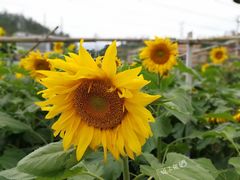-锄山村