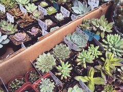 iphone_upload_pic-秦美花卉(天朗·莱茵小城2期店)