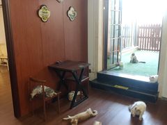 -楼上猫咖(罗湖店)