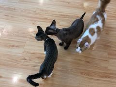 -momokira米努特·德文卷毛猫·棉花面纱犬