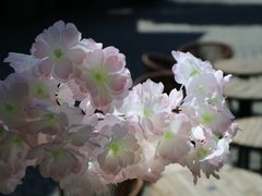 -星巴克臻选(思南公馆店)