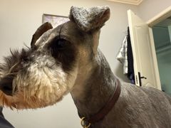 -心仪动物医院·牙专科·肿瘤·心脏科(西客站院)