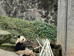 -都江堰中华大熊猫苑