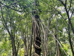 -中国科学院西双版纳热带植物园