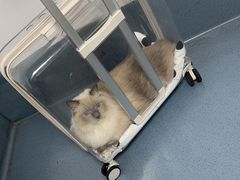 -宠颐生动物医院·猫科·心脏科(海口分院)