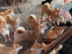 -柴犬高等学院·狗咖·柴犬售卖·宠物训练
