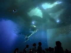 -烟台海昌鲸鲨海洋公园