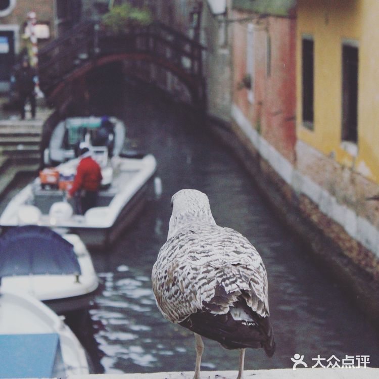 威尼斯两日打卡游乐攻略