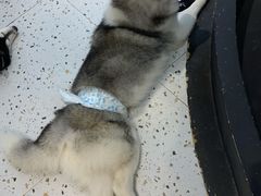 -Husky Go!哈士奇体验馆·宠物咖啡厅狗咖