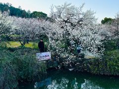 -香雪海