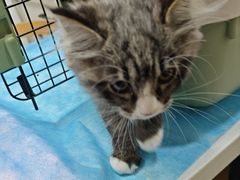 -瑞派·关忠动物医院·猫专科·犬专科(三环新城店)