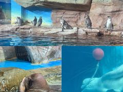 -海合安武汉极地海洋公园