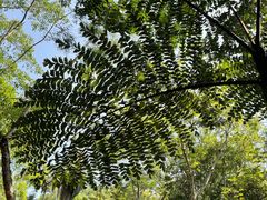 -中国科学院西双版纳热带植物园
