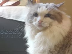 -有猫咖啡umeow coffee