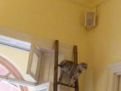 android_upload_pic-猫色咖啡·猫咖
