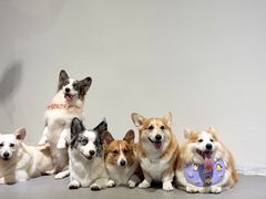 -趣多多宠物公园·宠物训犬学校·宠物寄养