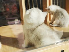 -PETKIT 小佩宠物·德文赛凯猫舍