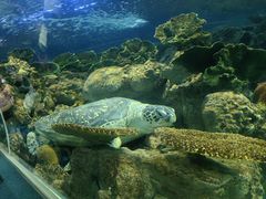 -上海海洋水族馆