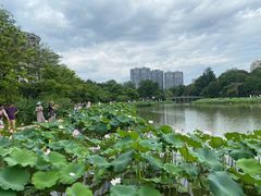 -金山公园