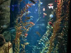 -瑞普利水族馆