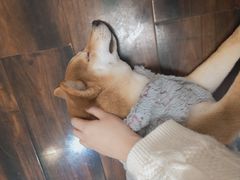 -豆柴町-柴犬主题狗咖(红鼎国际C座店)