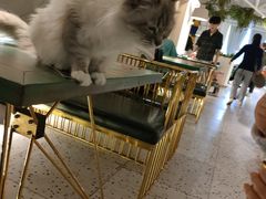 -喵喵咪呀布偶猫咖(春熙路店)