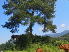 -杨家堂村