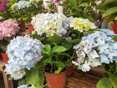 -三圣花乡旅游区