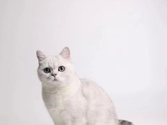 -瑞鹏宠物医院·骨科·猫科·内科(第一中心)