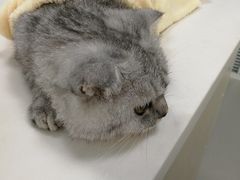 -美美宠物诊疗中心·异宠·骨科(滨江东信分院)