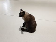 -藏猫猫咖啡主题馆(中央大道店)