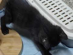 -艾贝尔宠物医院·24H转诊中心·肿瘤猫专科(江宁双龙店)