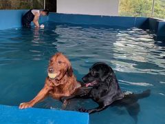 -趣多多宠物公园·宠物训犬学校·宠物寄养