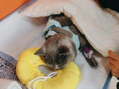 -瑞派福兴宠物医院犬猫全科·骨科·中西医结合(河东店)