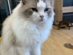 -有喵·猫咖·狗咖·40+猫狗有小奶狗(岗厦店)