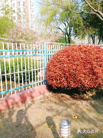 每年这个时候都开的很多很多的啊！