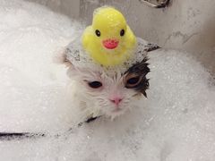 -PETKIT小佩宠物(古北店)