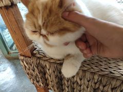 -喵屿·大理花园猫咖