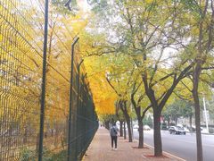 -三里屯东五街银杏大道